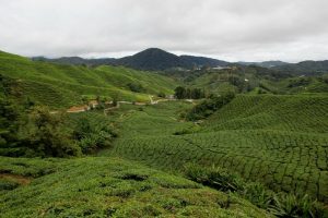 Putování po Cameron Highlands