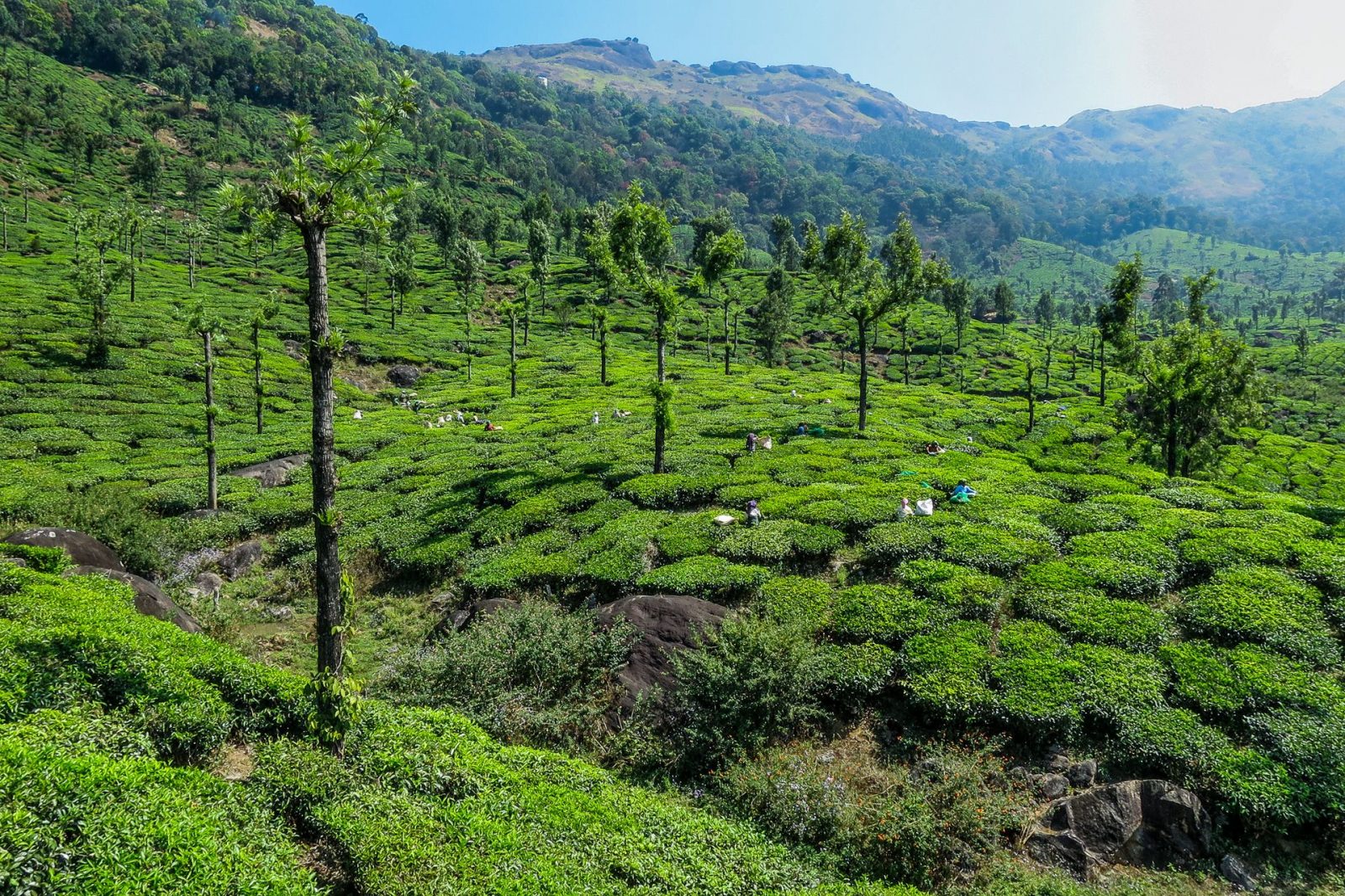 Indie 12 – Horské městečko Munnar uprostřed nekonečných čajových plantáží