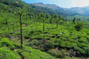 Indie 12 – Horské městečko Munnar uprostřed nekonečných čajových plantáží