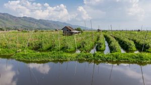 Barma 10 - Cykloprůzkum ráje vína a rajčat na březích jezera Inle