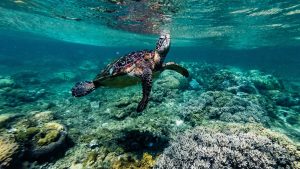 Ostrov Apo Island – mořským želvám na dosah