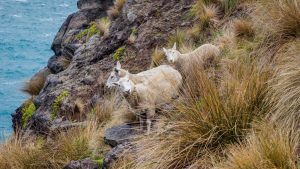 1. Zemětřeseními poznamenaný Christchurch a první kempování na poloostrově Akaroa