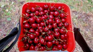 9. Naše první práce na sadu - cherry picking
